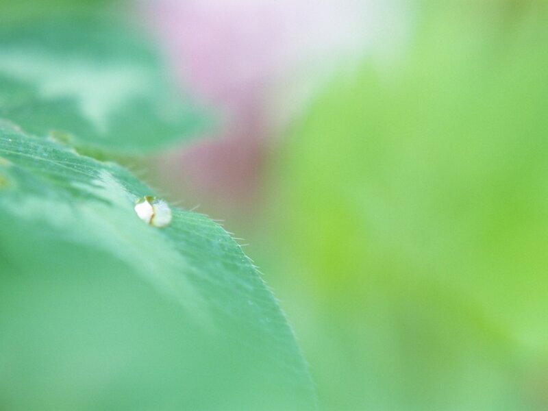 bug on a green leaf