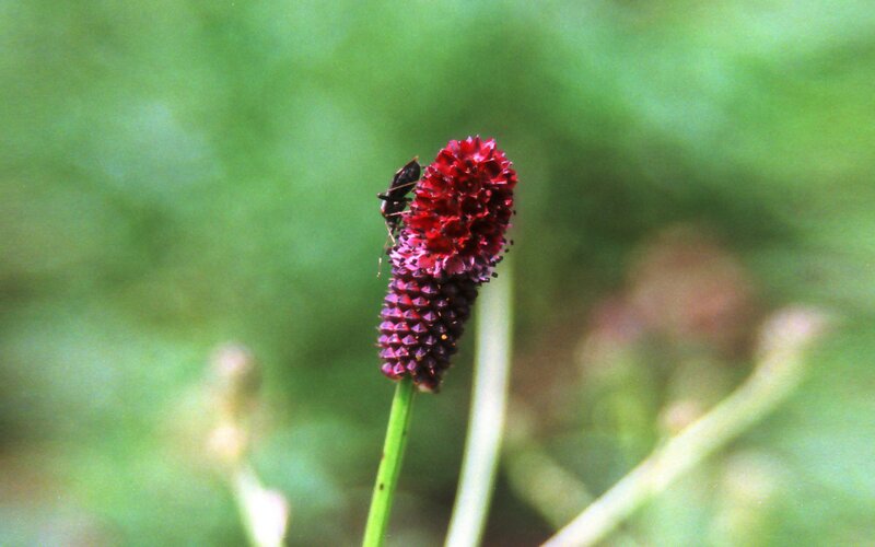 bug on a red flower