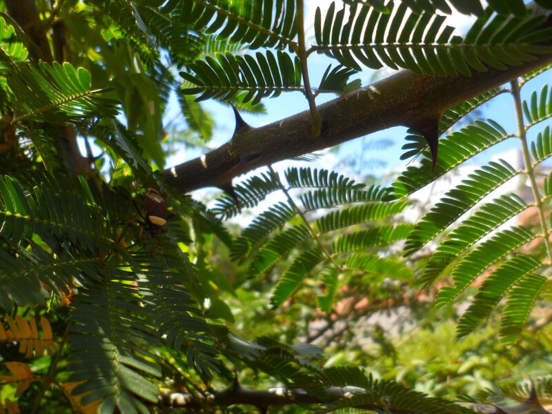 Bug on a Tree Branch