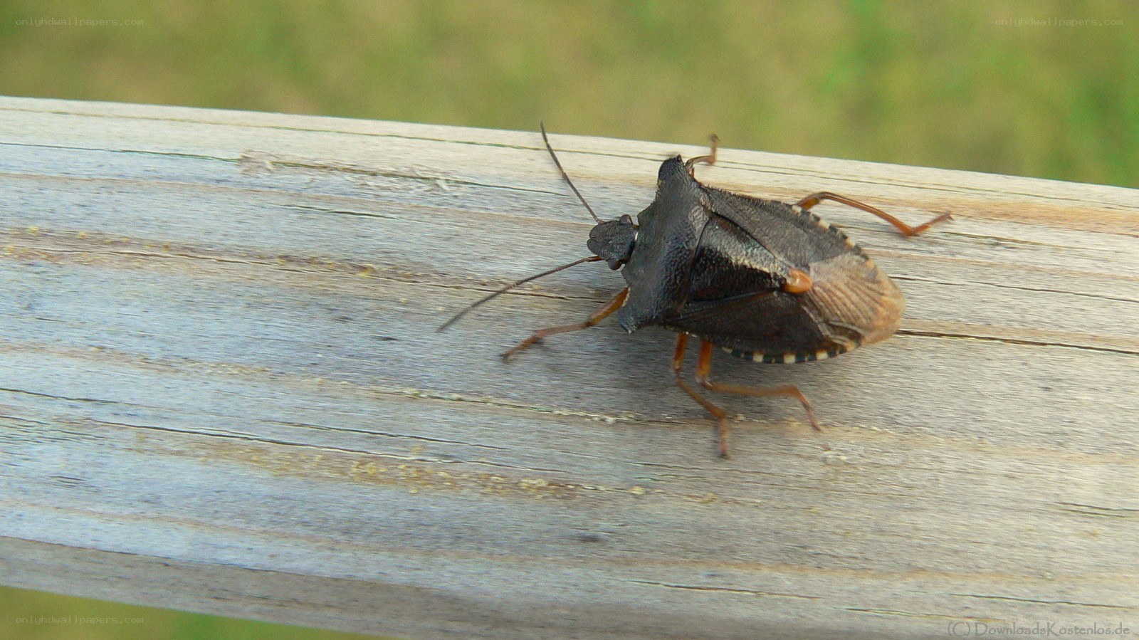 bug on a wooden surface
