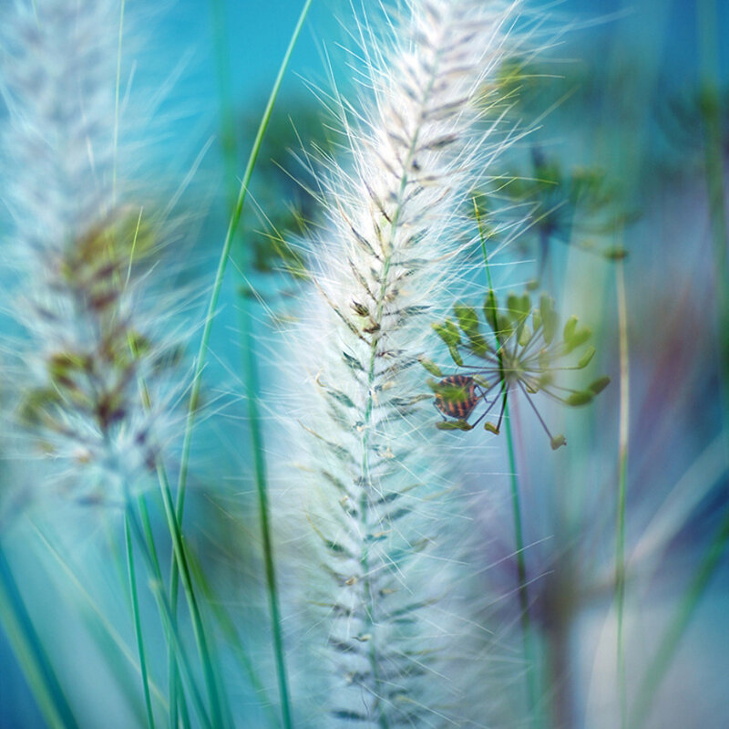 Bug on Grass Seed Head
