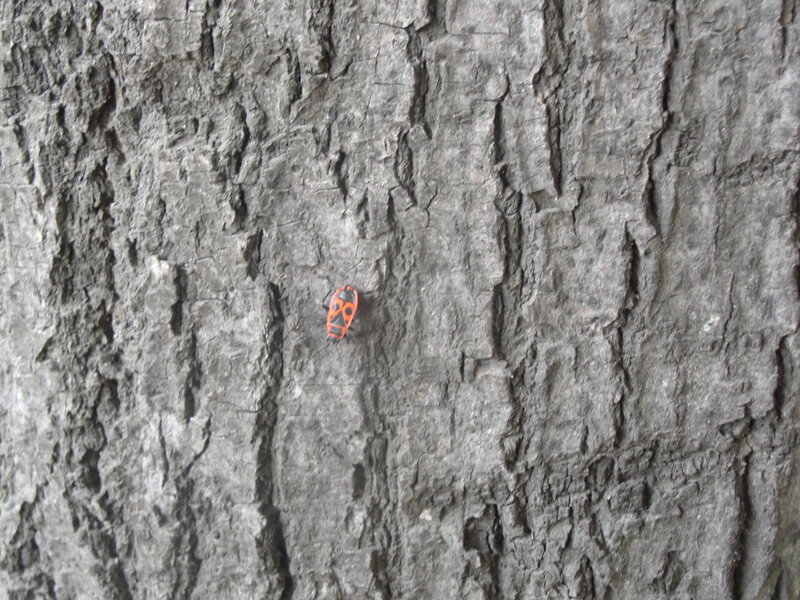 bug on tree bark