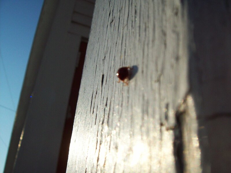 bug on wooden surface