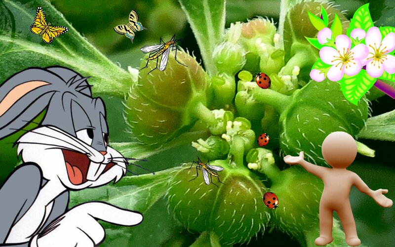 Bugs Bunny on Plant