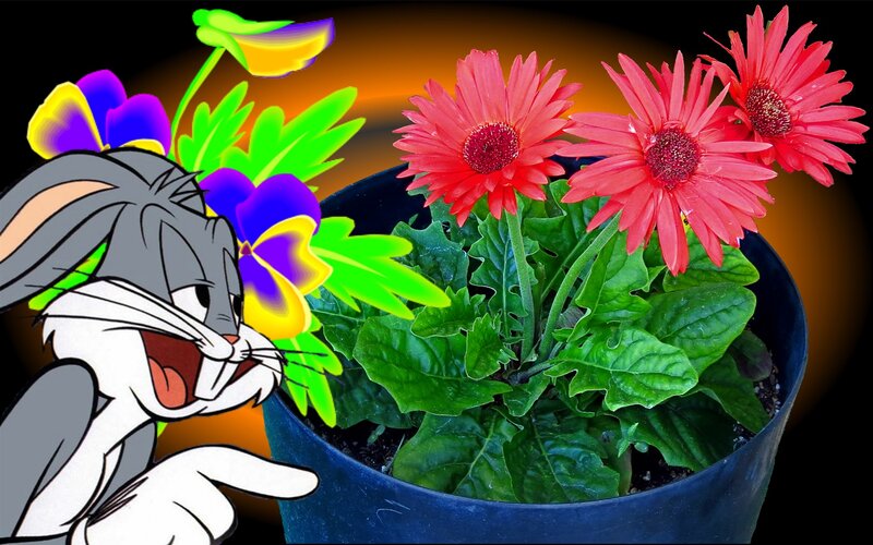 Bugs Bunny with Flowers
