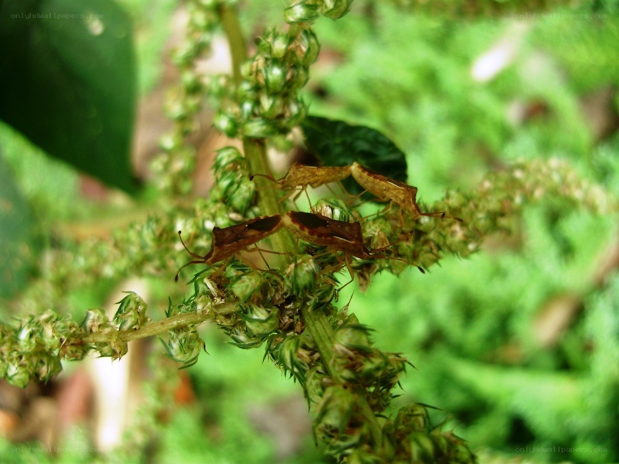 bugs on a green plant