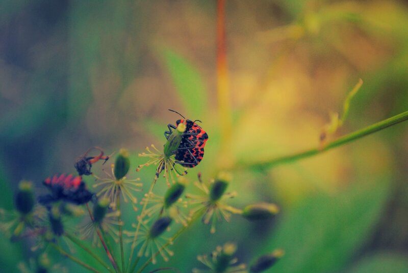 bugs on a plant