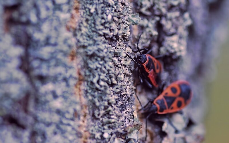bugs on lichen-covered bark
