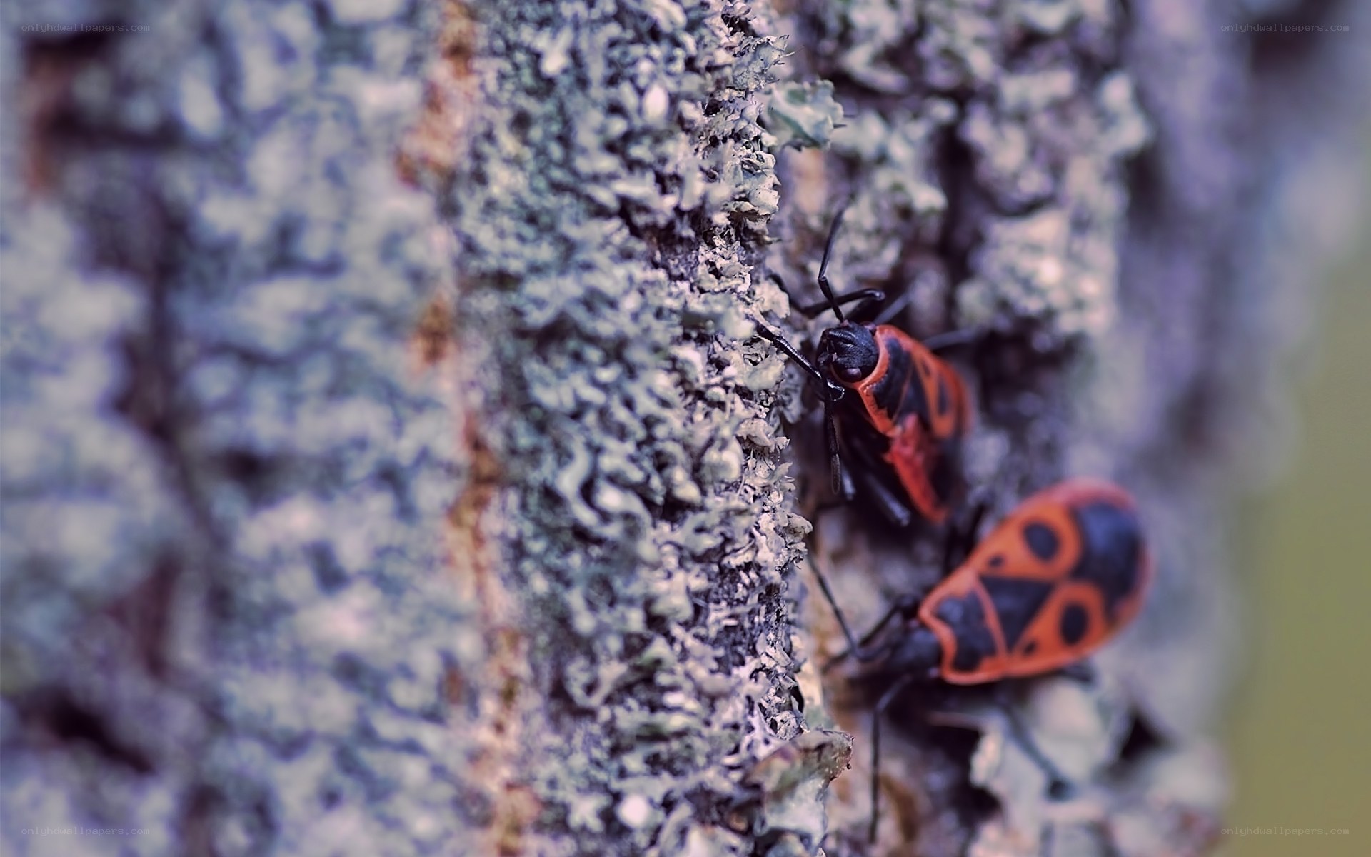 bugs on lichen-covered bark