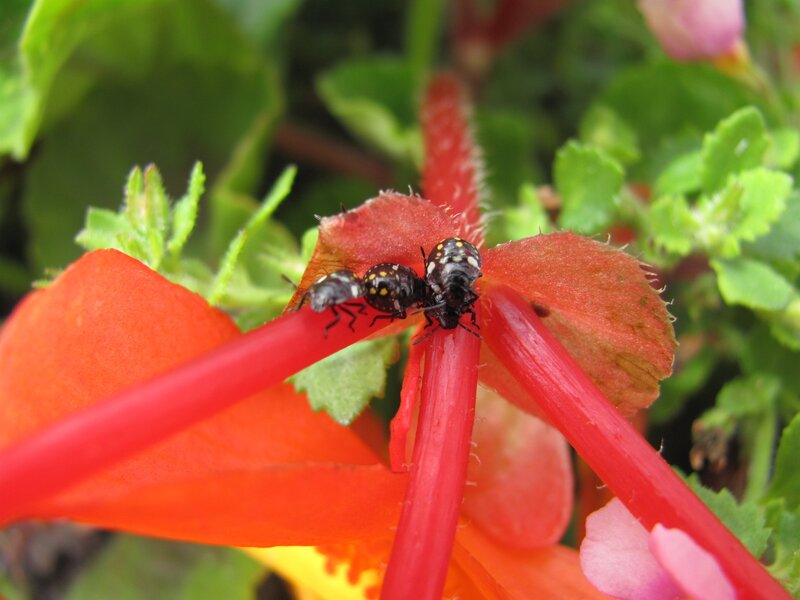 bugs on red flower