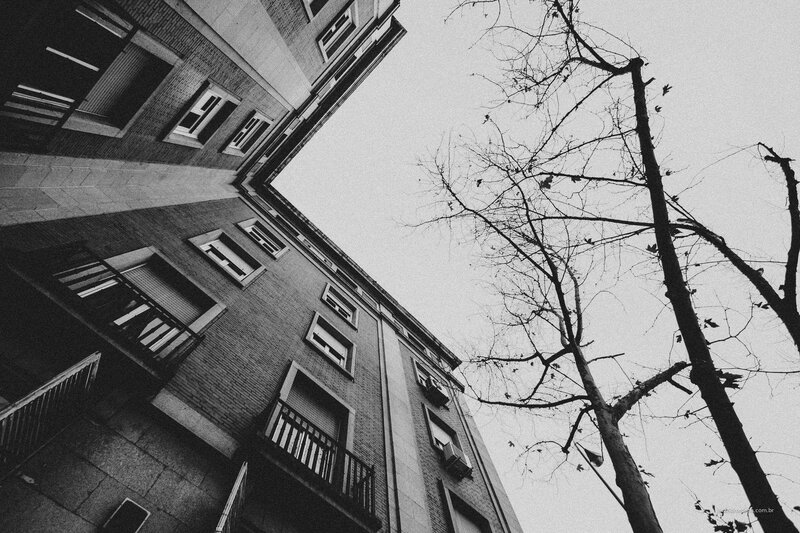Building and Bare Tree