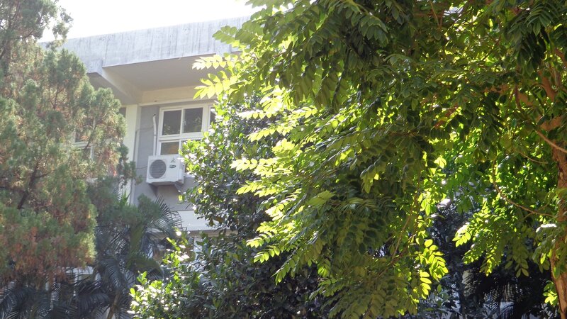Building behind leafy trees