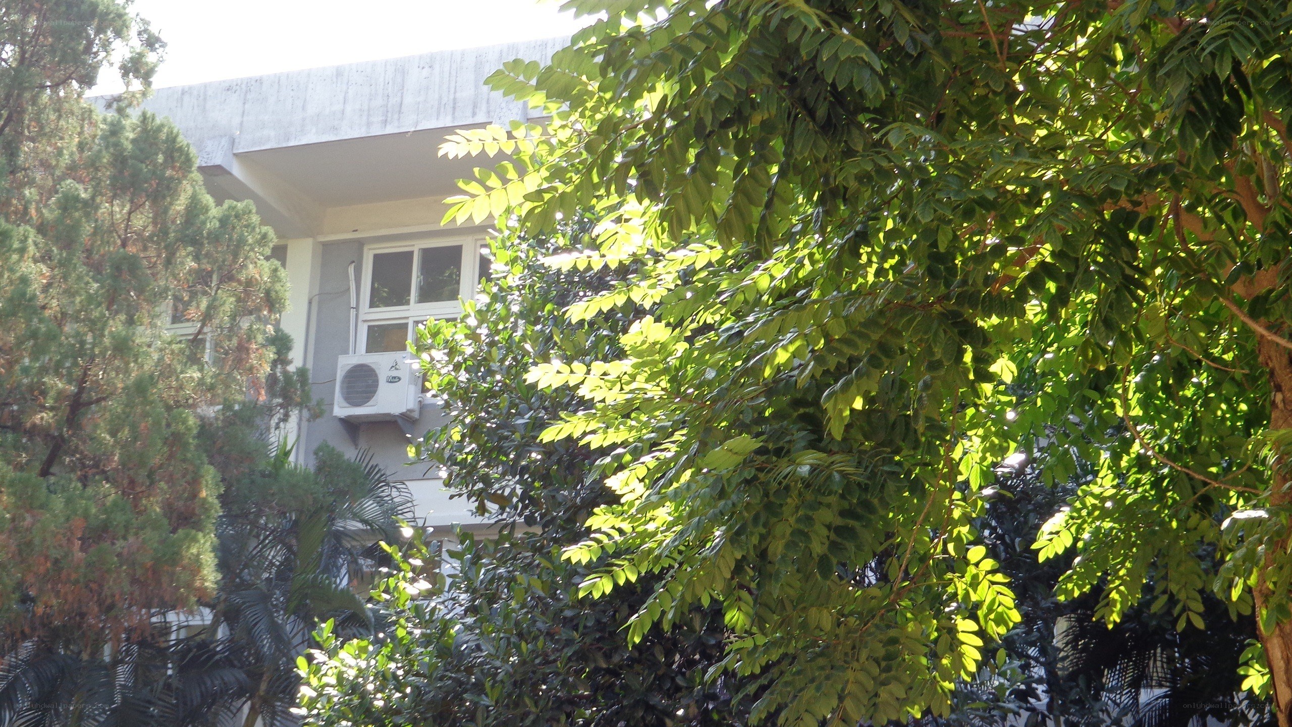Building behind leafy trees