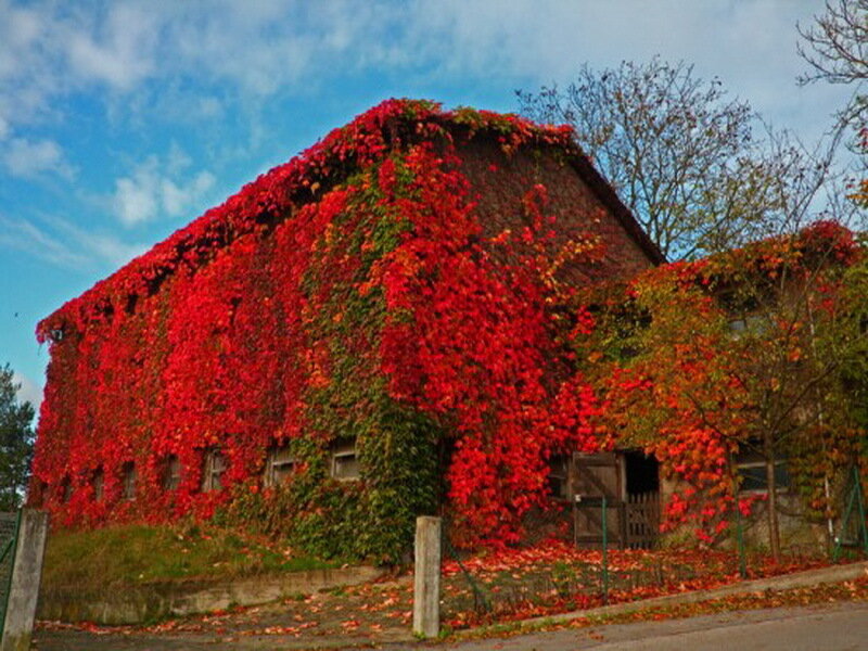 Building Covered in Ivy — Red