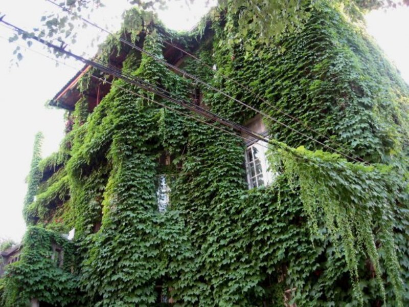 Building Covered in Ivy