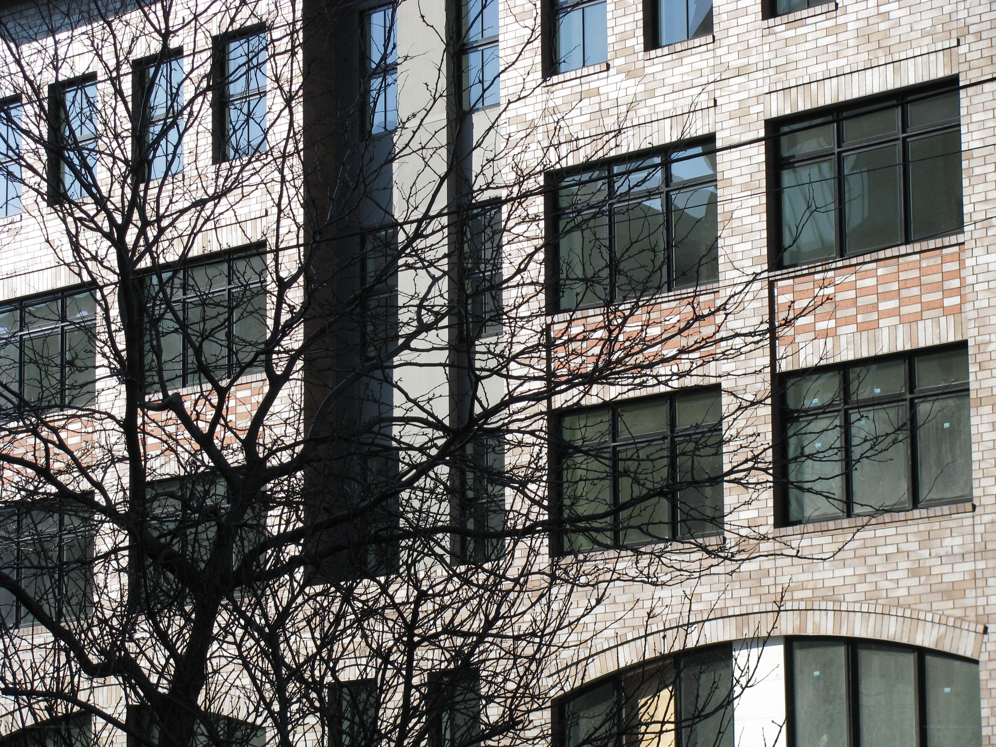 building with bare tree branches