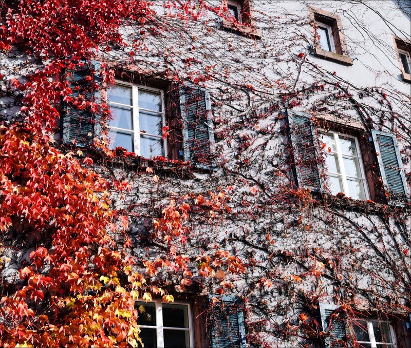 Building with Ivy