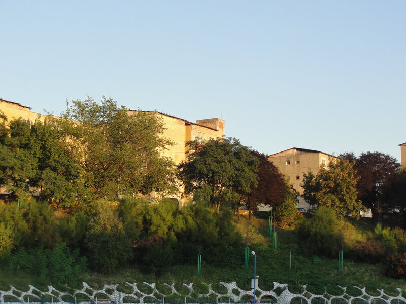 buildings behind trees at sunset