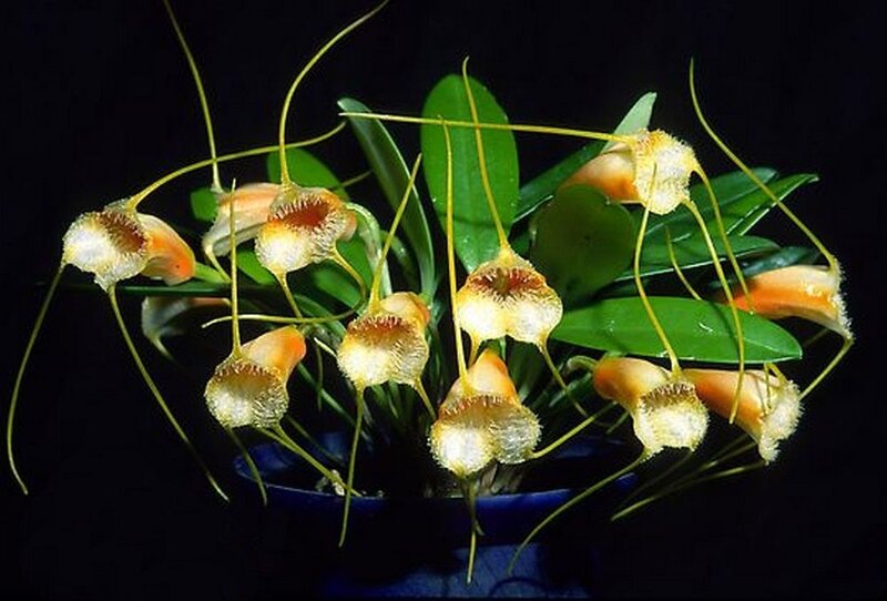 Bulbophyllum Orchid Flowers