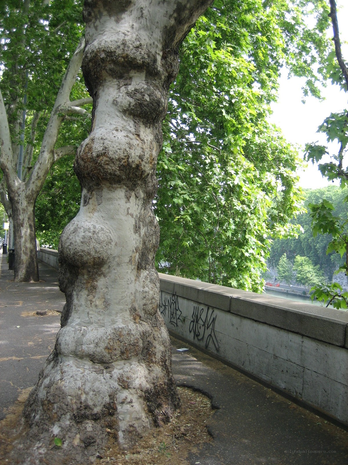 Bulbous tree trunk by river