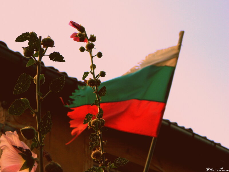 Bulgarian Flag and Flowers