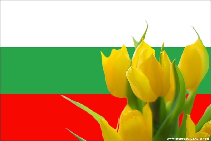 Bulgarian flag with yellow tulips
