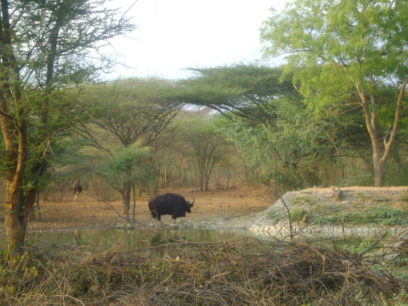Bull at a waterhole in the wild