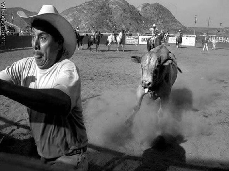 Bull Charging at Man