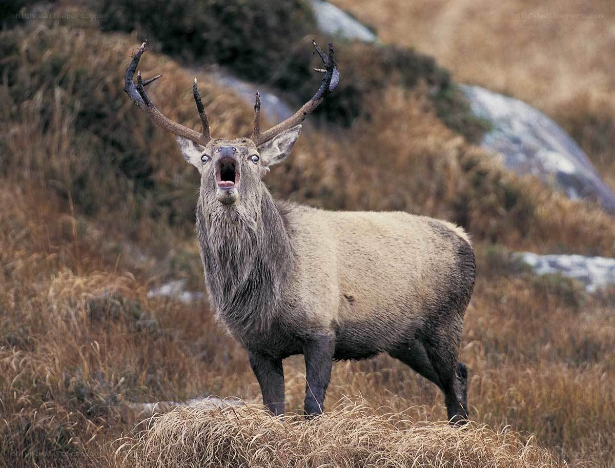 Bull elk bellowing in field
