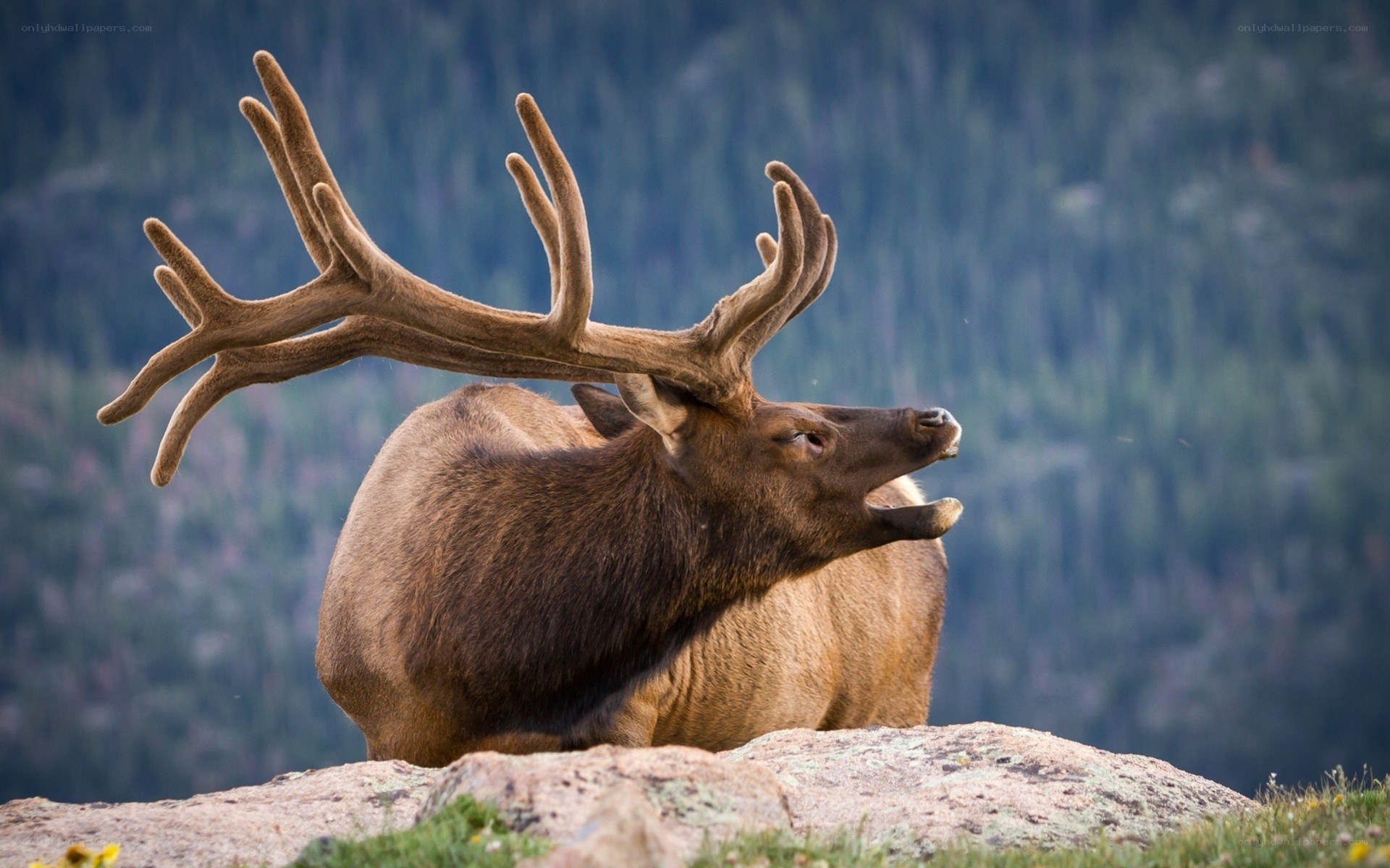 Bull elk bugling on a rock