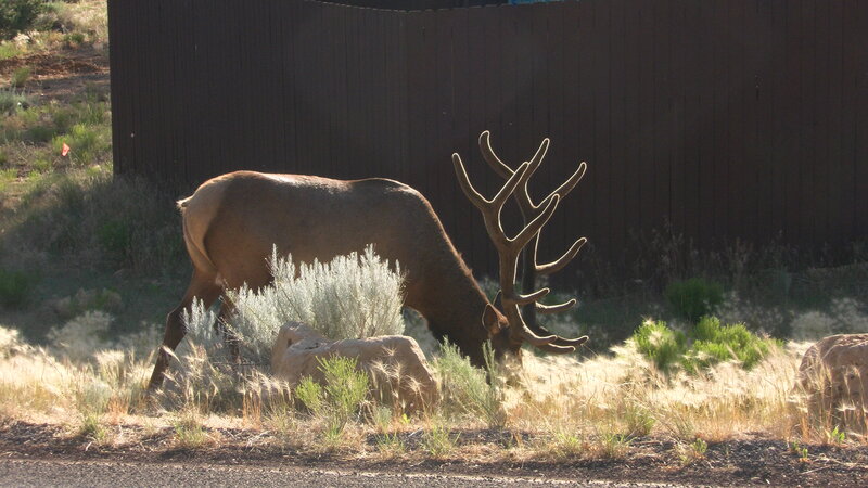 Bull Elk Grazing