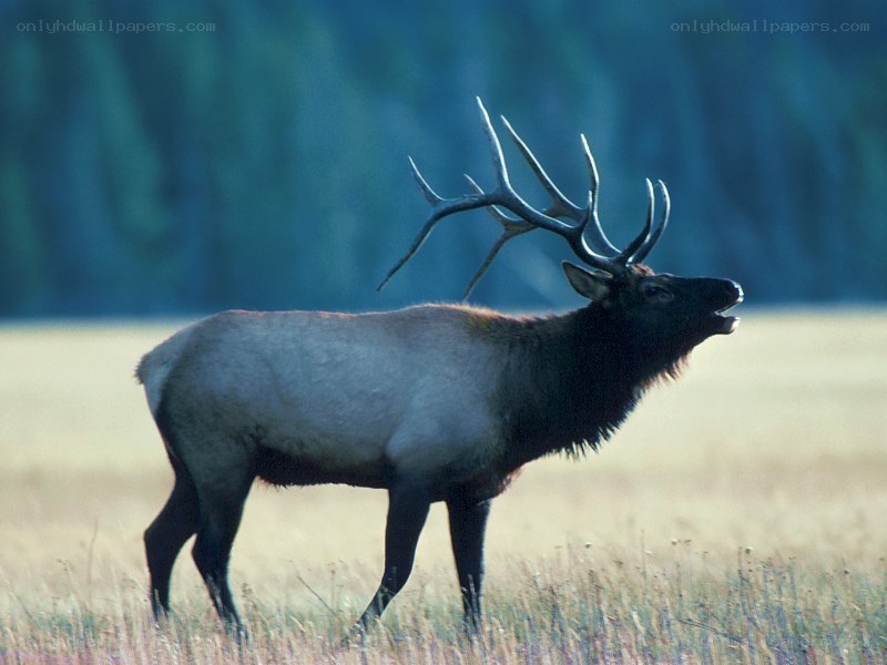 Bull elk in a field