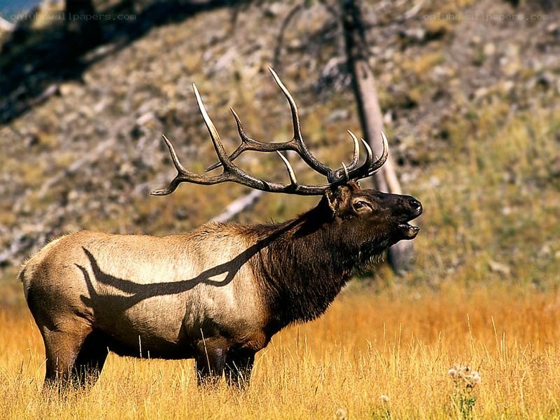 Bull elk in a field