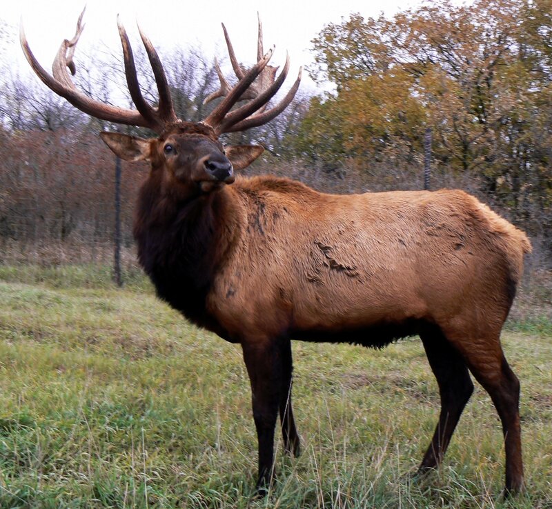 Bull elk in a grassy field