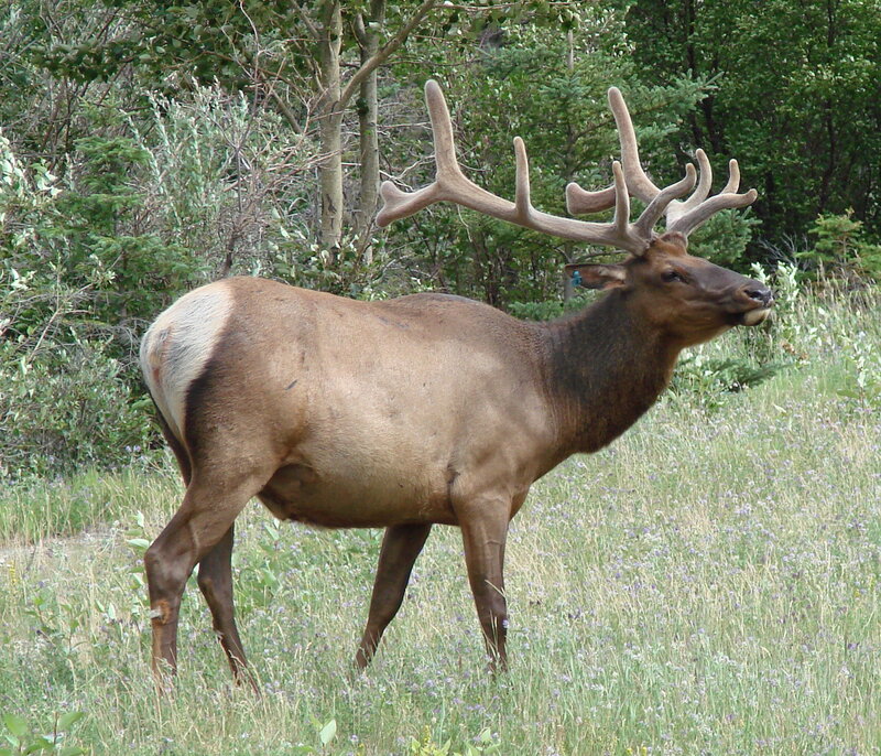 Bull elk in a meadow