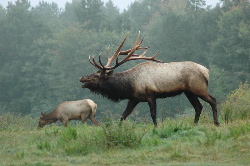 Bull elk in a misty field