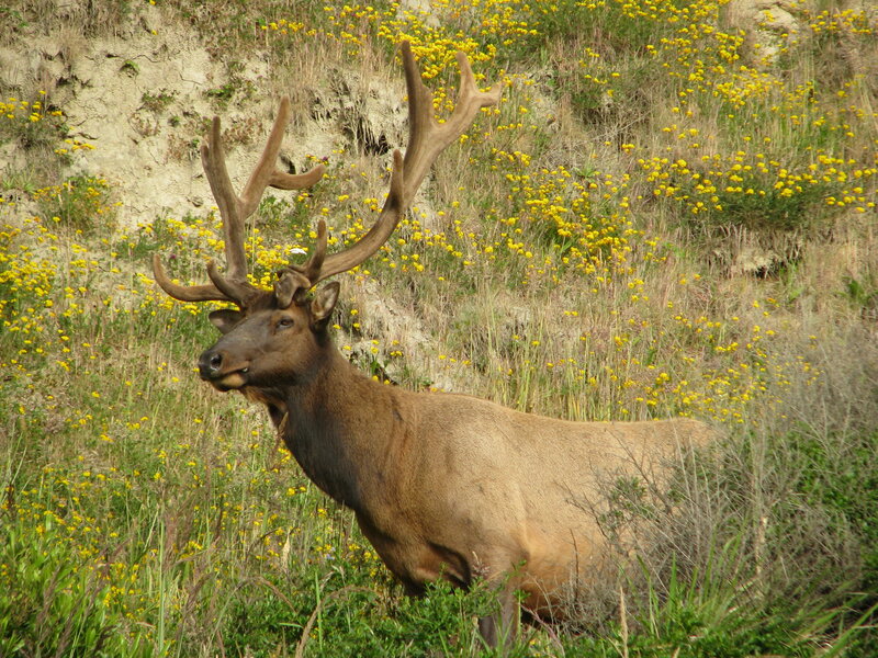 Bull Elk in Field — Brown