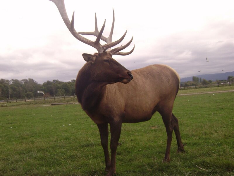 Bull Elk in Field — Green