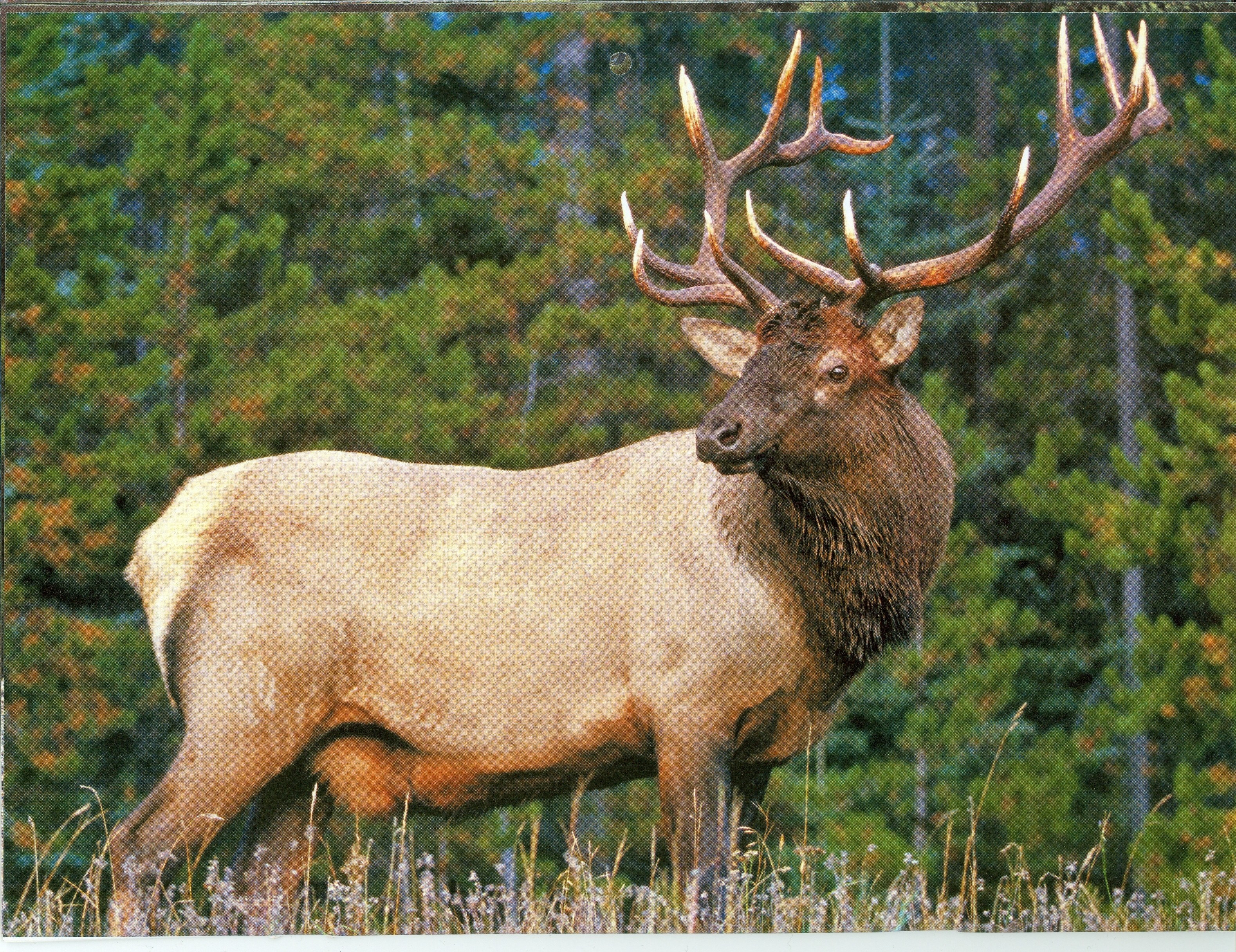 Bull elk in forest