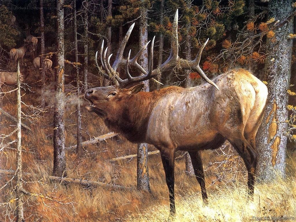 Bull elk in forest