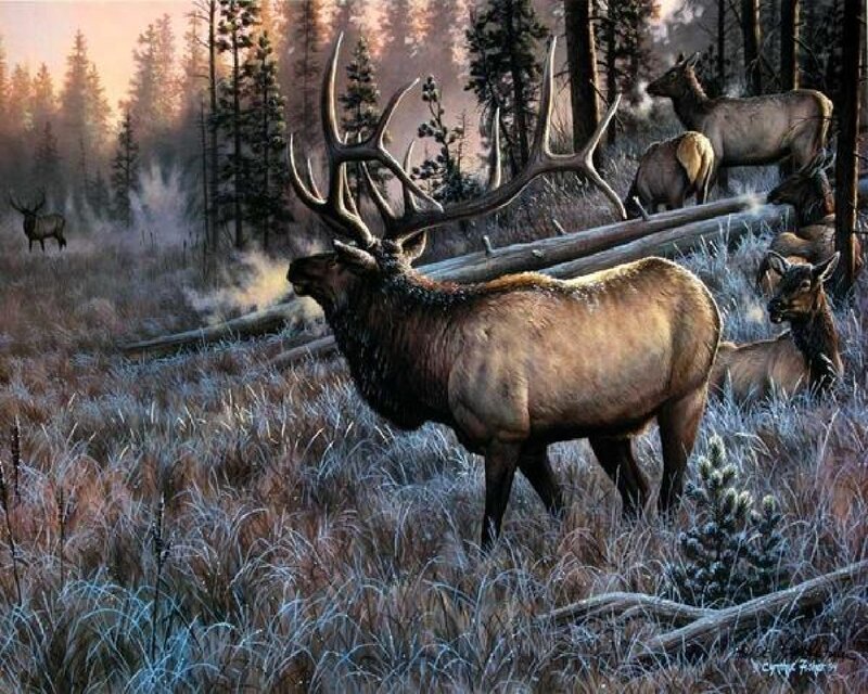 Bull Elk in Forest — Brown, Serene
