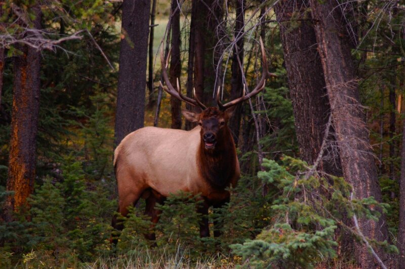 Bull Elk in Forest — Brown