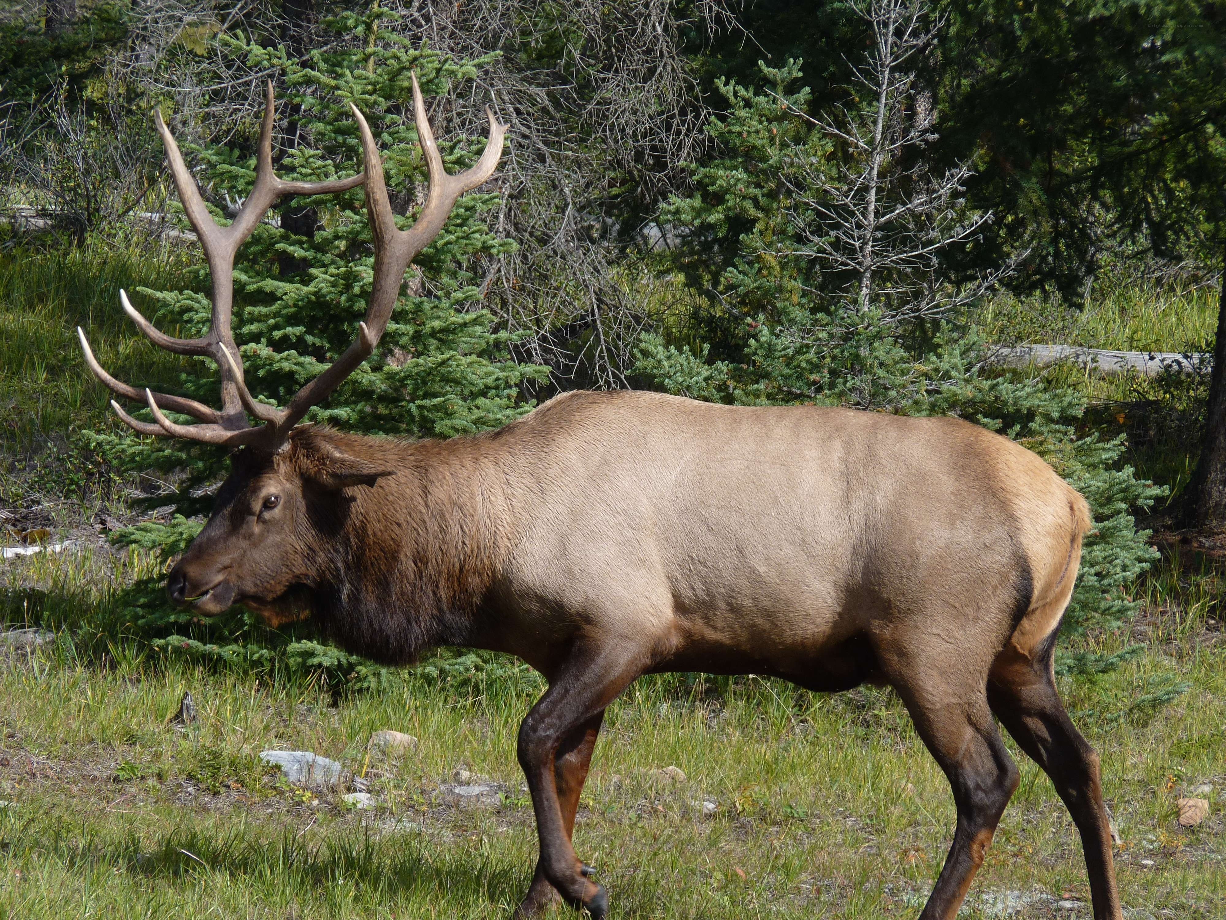 Bull elk in forest