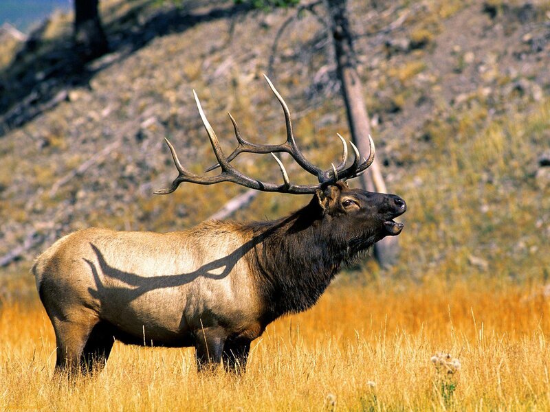 Bull elk in golden field