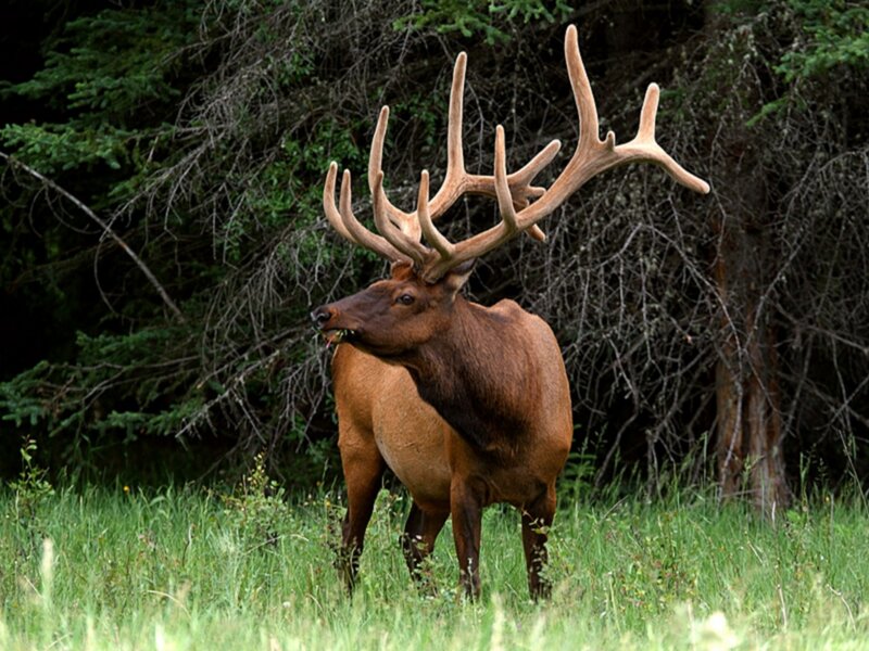 Bull Elk in Grass