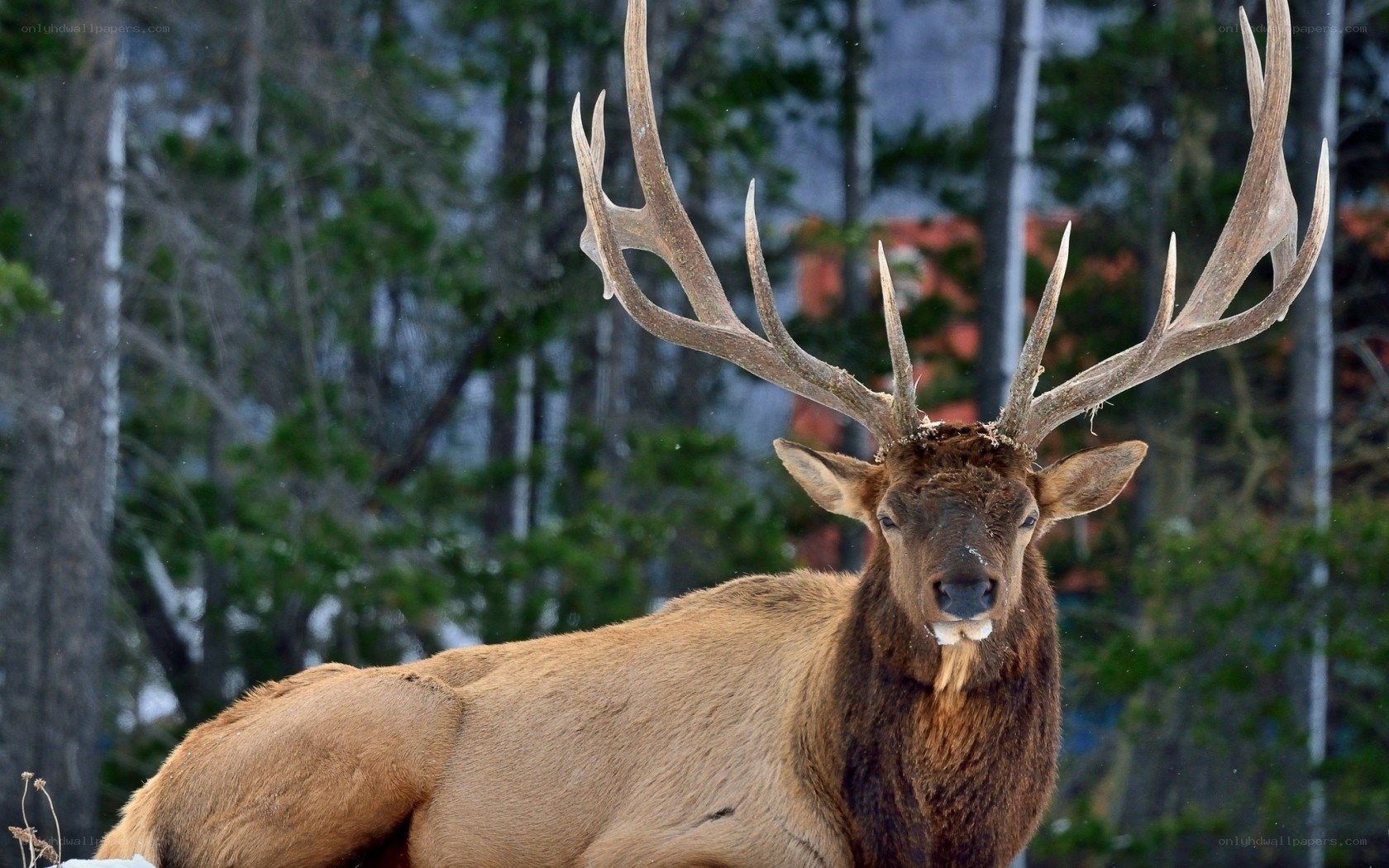 Bull elk in snowy forest