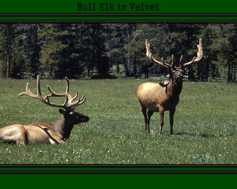 Bull Elk in Velvet