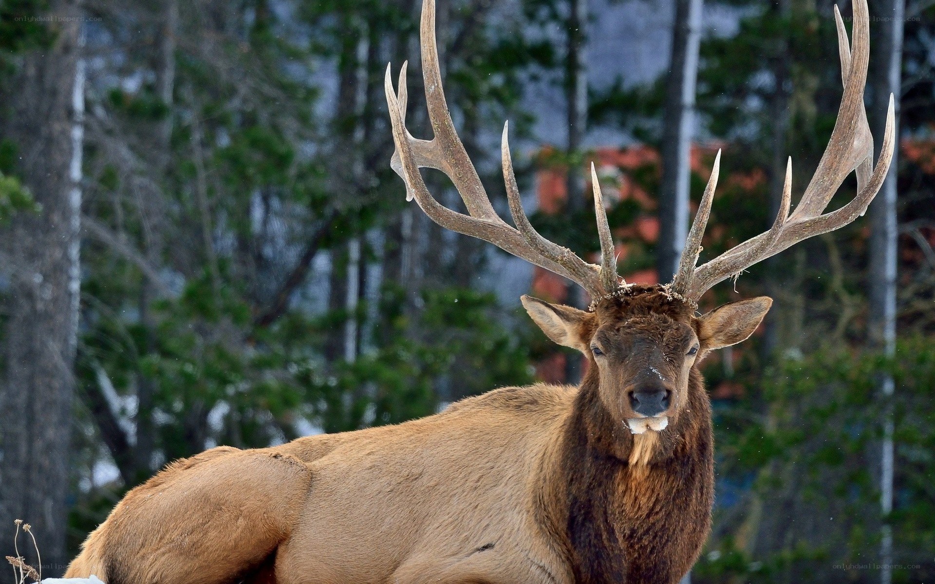Bull elk in winter forest