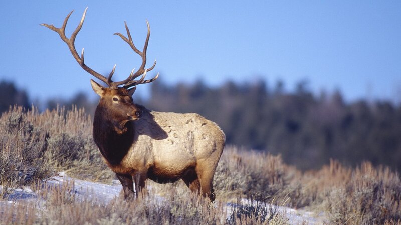 Bull elk in winter landscape