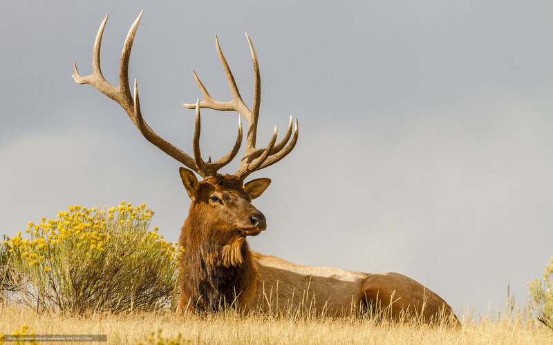 Bull Elk Resting — Brown